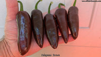 Jalapeño Brown - Pepper Seeds - White Hot Peppers